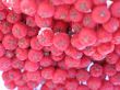 red berries