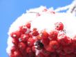 snow on a tree with berries