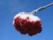 snow on a tree with berries