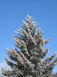 frosted tree and blue sky