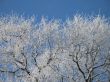 frosted tree and blue sky