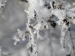 close-up of snow on a branch