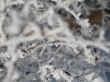 close-up of snow on a branch
