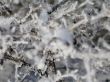 close-up of snow on a branch