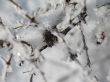 close-up of snow on a branch