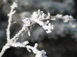 close-up of snow on a branch