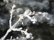 close-up of snow on a branch
