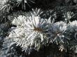 snow on a green branch