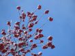 snow on a tree with berries