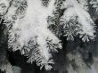 snow on a branch