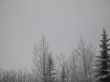 winter forest
