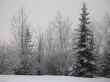 winter forest