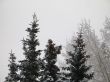 winter forest