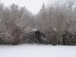 winter forest