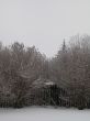 winter forest