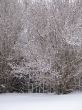 winter forest