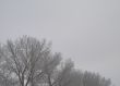 winter forest