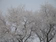 snow on a tree and sky