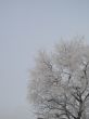snow on a tree and sky