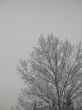 snow on a tree and sky