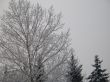 winter forest