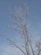 frosted tree and blue sky