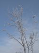 frosted tree and blue sky