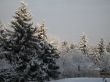 winter forest