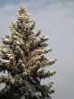 snow on a tree and sky
