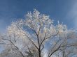 frosted tree and blue sky