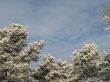 snow on a tree and sky