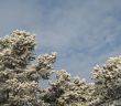 snow on a tree and sky