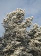 snow on a tree and sky
