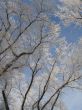 frosted tree