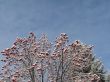 snow on a tree with berries