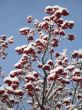 snow on a tree with berries