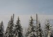 winter forest behind an fence