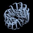 organism
