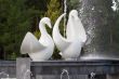 Swan fountain
