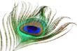 Peacock feather