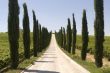 Umbria - Road with cypresses