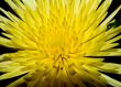 Yellow Chrysanthemum