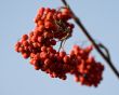 Red autumn ashberry