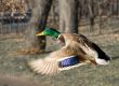 Drake in flight