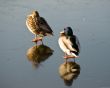 Drake and duck on lake ice