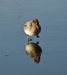 Small duck on lake ice