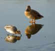 Two different ducks on the ice