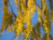 Yellow larch branches