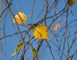 Yellow birch leaves