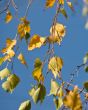 Yellow birch leaves